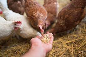 Poultry Feed